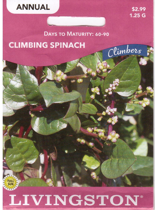 Red Malabar Climbing Spinach