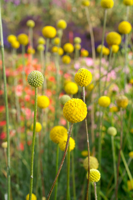 planting billy button seeds Billy Button Craspedia Seeds