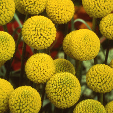billy button flower seeds Billy Button Craspedia Seeds