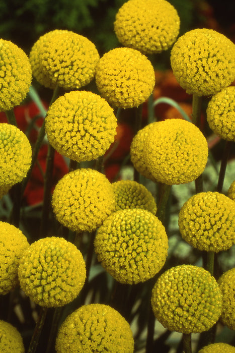 craspedia flower seeds Billy Button Craspedia Seeds — Rohrer Seeds