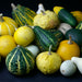 Small Fruited Mixed Gourd Seeds