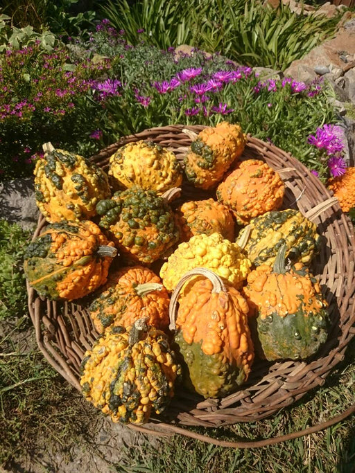 planting gourds from seeds Small Warted Gourd Seeds — Rohrer Seeds