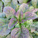 Cracoviensis Celtuce