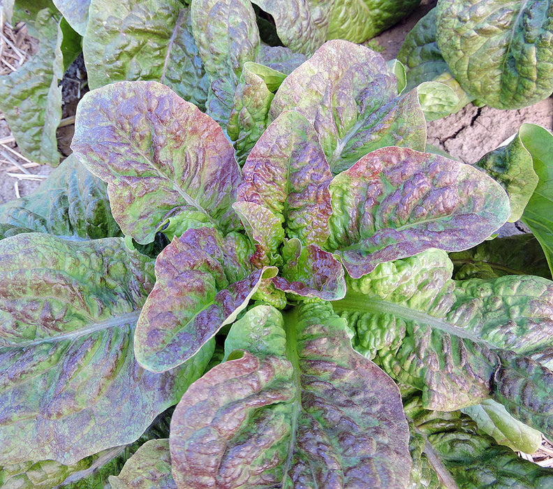 Cracoviensis Celtuce