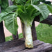 Cracoviensis Celtuce