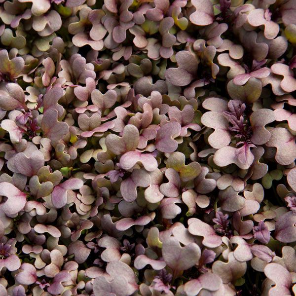 Pousse Rouge Red Lace Mustard Microgreens — Rohrer Seeds