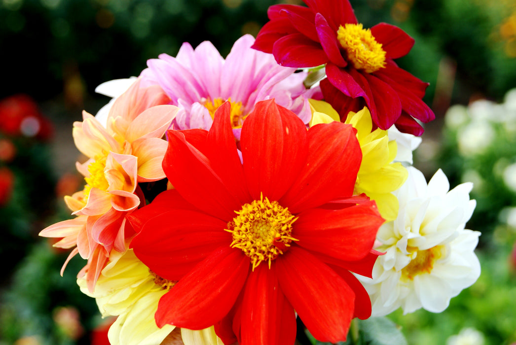 seed dahlia unwin mix Unwin's Dwarf Hybrid Dahlia Seeds