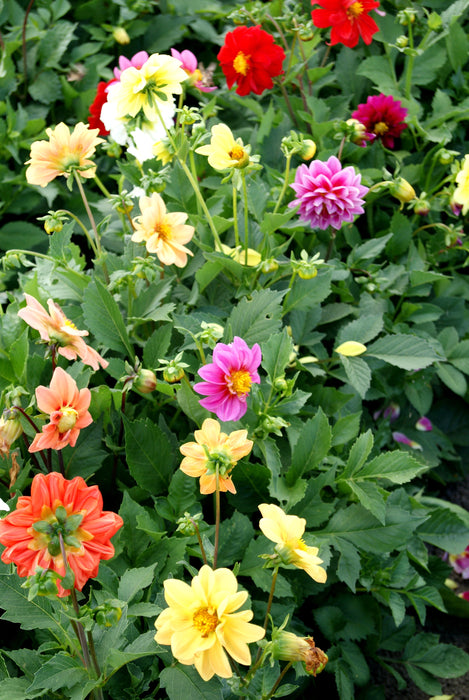 seed dahlia unwin mix Unwin's Dwarf Hybrid Dahlia Seeds