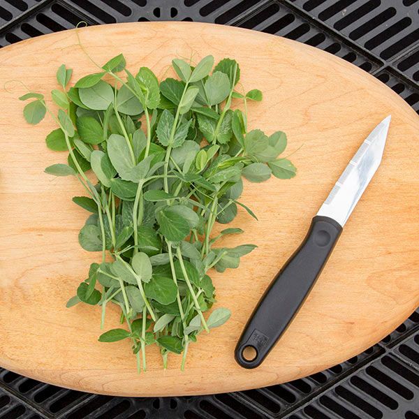 Pea Shoots Seeds (2 oz)