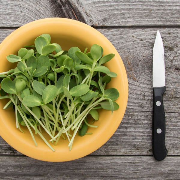 Sunflower Shoots Seeds (2 oz)