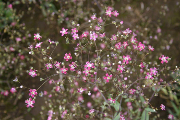 Pink Baby's Breath