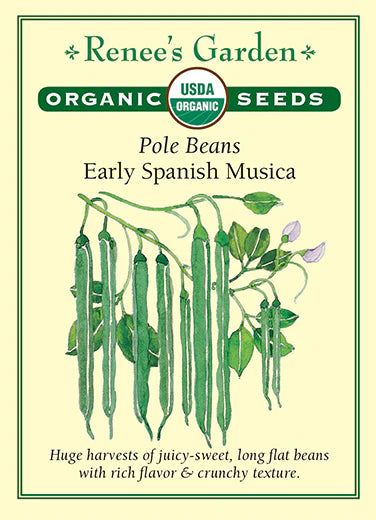 Organic Early Spanish Musica (Pole Bean)