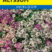 Pastel Carpet Alyssum