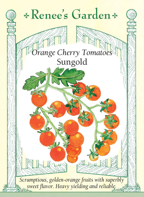Sungold Cherry Tomato