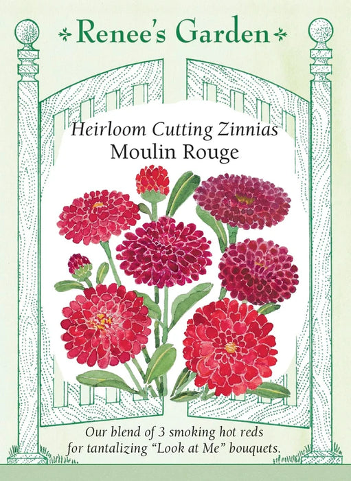 Zinnia Moulin Rouge