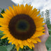 Oil Type Hybrid Sunflower Seeds