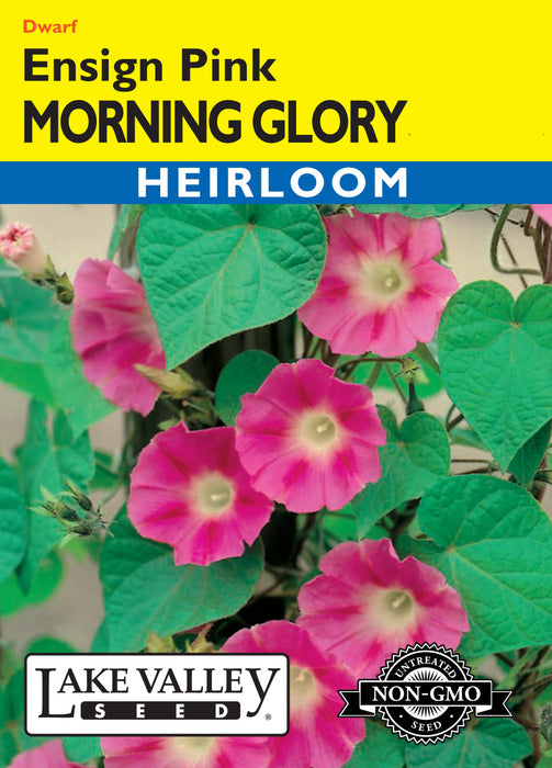 Morning Glory Dwarf Pink Ensign