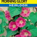 Morning Glory Dwarf Pink Ensign