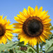Hopi Black Dye Sunflower (Pkt)