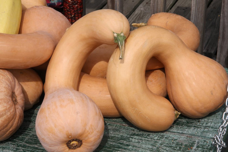 Neck Pumpkin (1/4 Lb)
