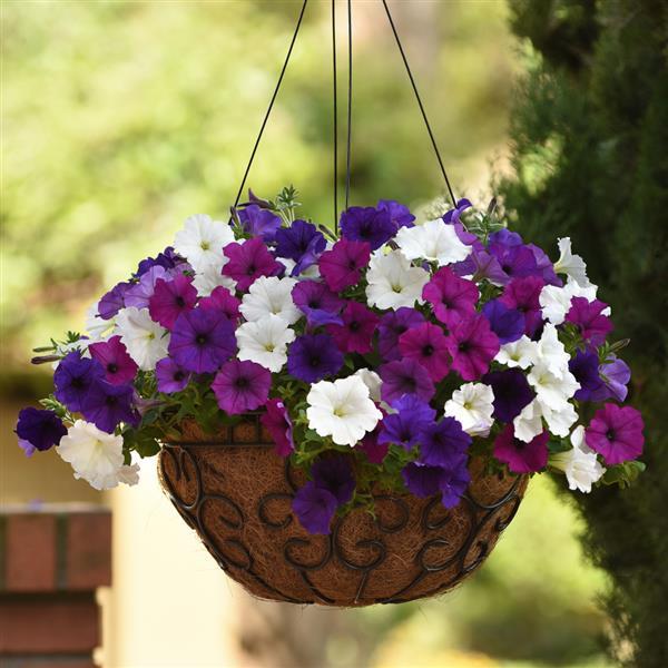 planting wave petunia seeds Great Lakes Wave Petunia (10 Seeds/Pkt)