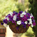 Great Lakes Wave Petunia (10 Seeds/Pkt)
