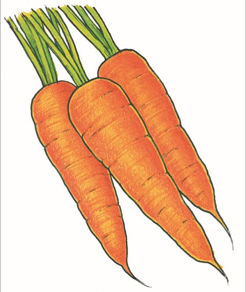 Organic Carrot Seeds - USDA Tendersweet (1,000 Seeds)