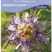 Passion Flower Caerulea