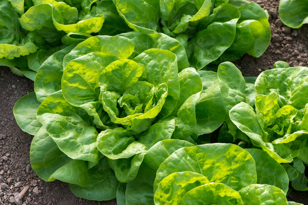 All Year Round Lettuce Seeds