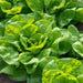 All Year Round Lettuce Seeds