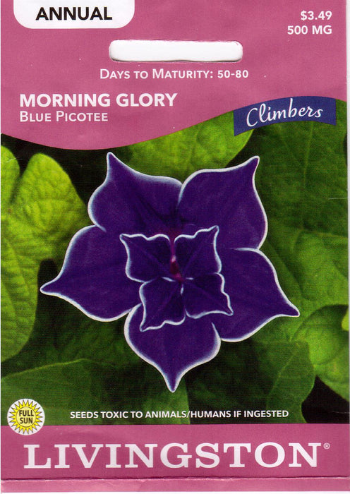Picottee Blue Morning Glory