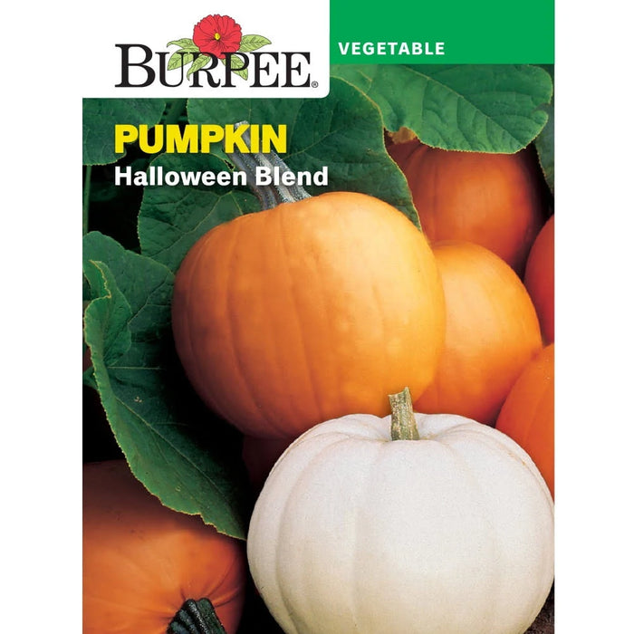 Halloween Blend Pumpkin