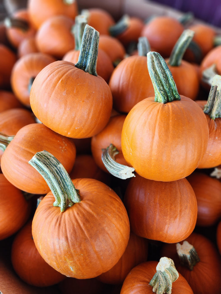 herbicide safe for pumpkins Baby Pam Pumpkin Seeds Baby Pam Pumpkin (1/4 Lb)