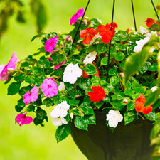 plant impatiens seeds Beacon Impatiens Mix Seeds — Rohrer Seeds