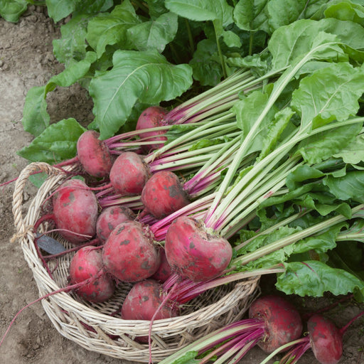 Basket of Lutz Green Leaf beets grown from seed resting on garden soil.