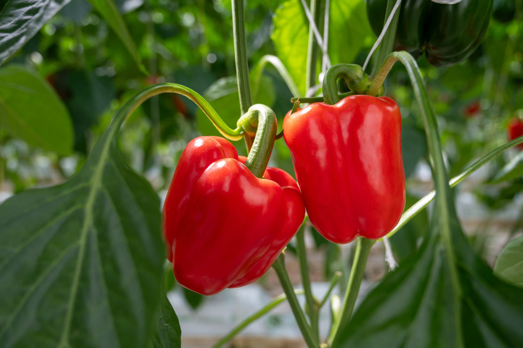 Big Red Bell Pepper Seeds