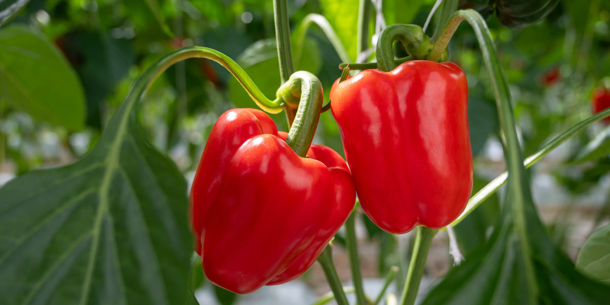 planting red bell pepper seeds Big Red Bell Pepper Seeds — Rohrer Seeds