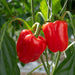 Big Red Bell Pepper Seeds