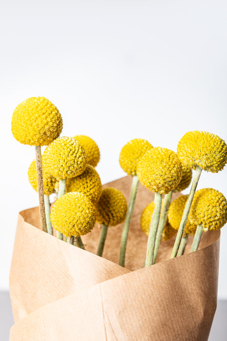 billy button flower seeds Billy Button Craspedia Seeds