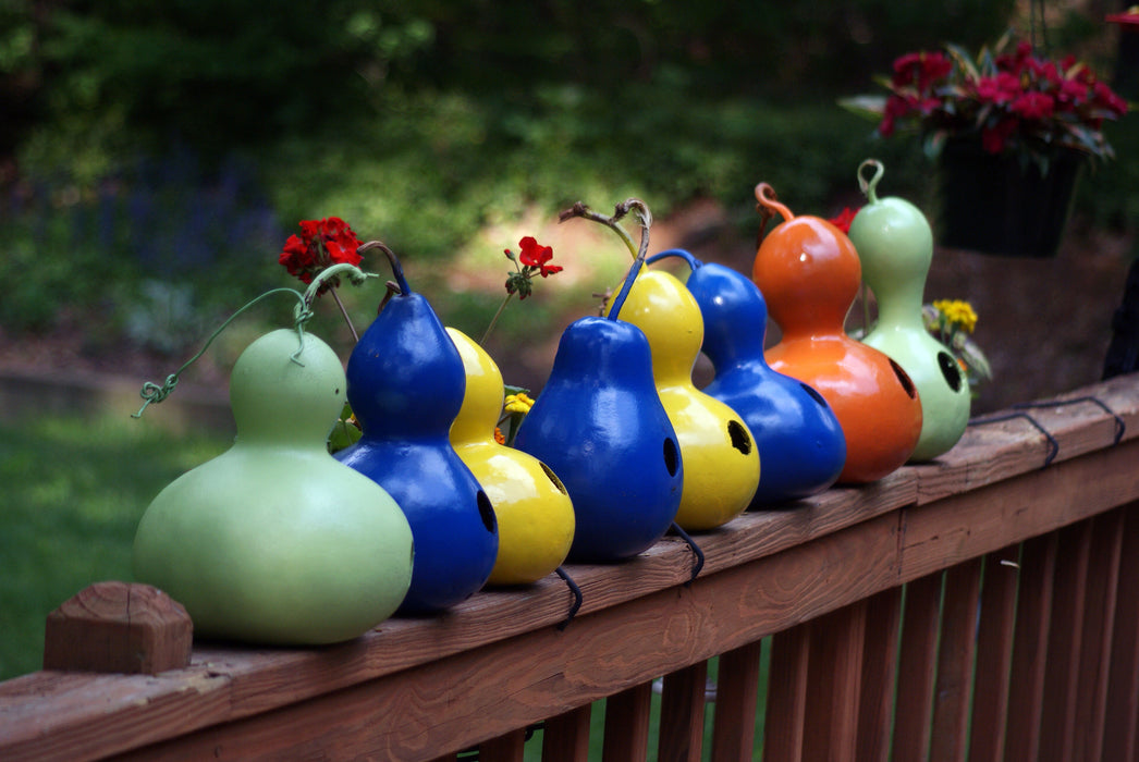 planting birdhouse gourd seeds Birdhouse Gourd Seed — Rohrer Seeds