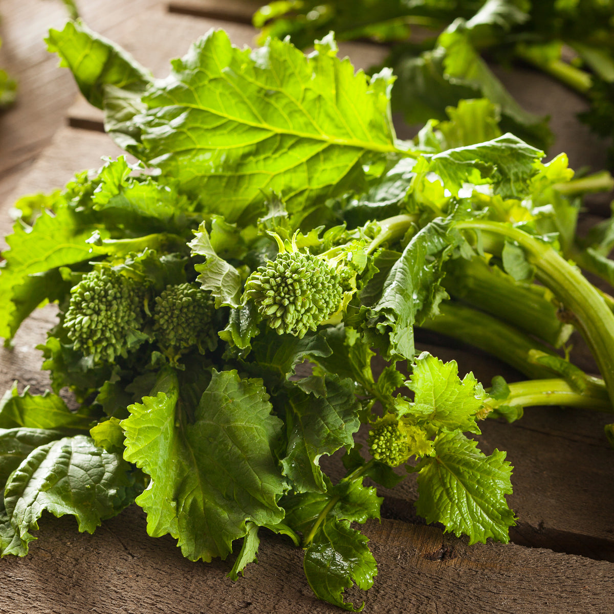 Raab Spring Rapini Broccoli Seeds — Rohrer Seeds