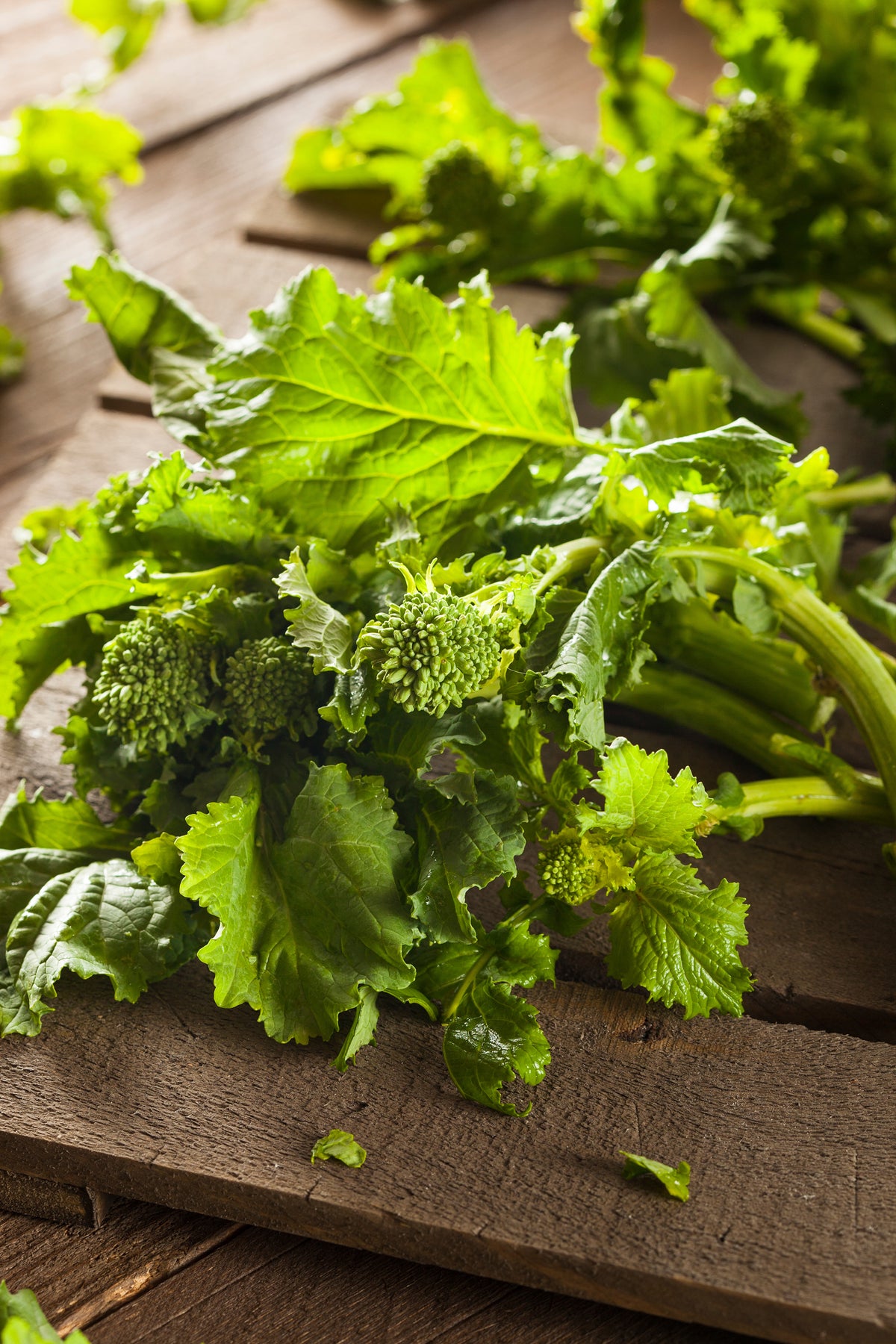 Raab Spring Rapini Broccoli Seeds — Rohrer Seeds