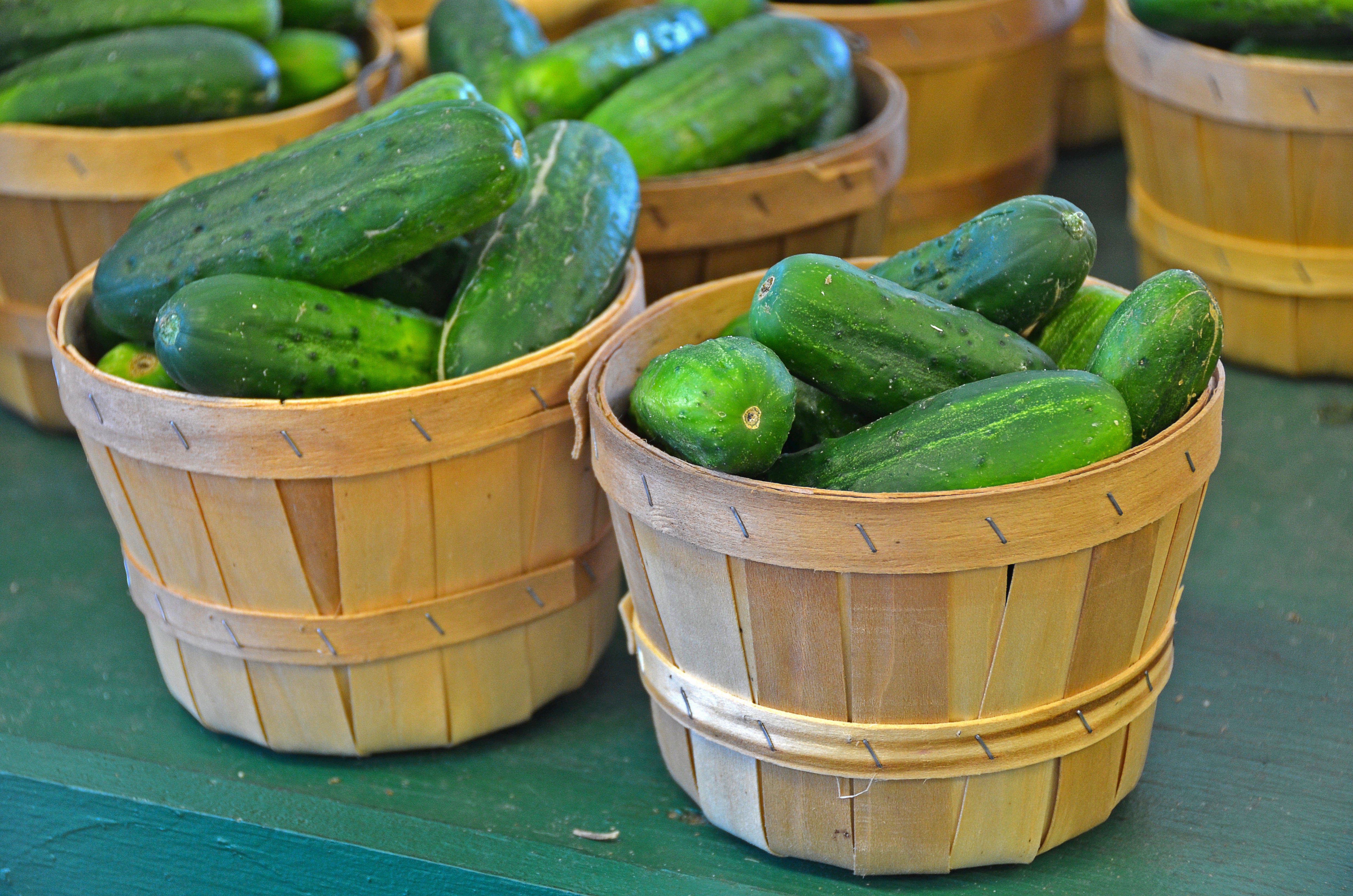 Bush Slicer Cucumber