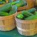 Bush Pickle Cucumber Seeds