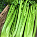 Merlin Celery