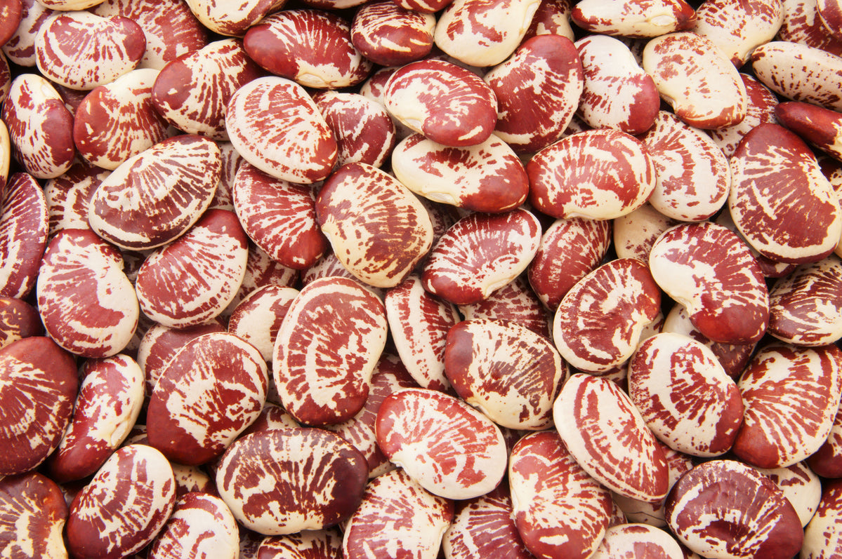 Christmas Pole Lima Bean Seeds Rohrer Seeds christmas-pole-lima-bean-seeds-rohrer-seeds