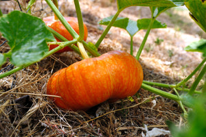 SHOP PUMPKIN SEEDS!