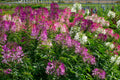 Color Fountain Mix Cleome