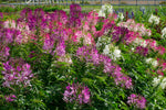 Color Fountain Mix Cleome Seeds