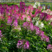 Color Fountain Mix Cleome Seeds